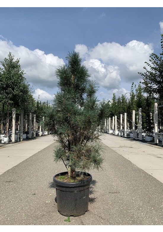 Säulenkiefer 'Fastigiata' | Pinus sylvestris 'Fastigiata'