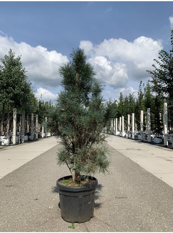 Säulenkiefer 'Fastigiata' | Pinus sylvestris 'Fastigiata' Säulenkiefer 'Fastigiata' | Pinus sylvestris 'Fastigiata'