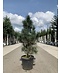 Venovi GmbH Säulenkiefer 'Fastigiata' | Pinus sylvestris 'Fastigiata'