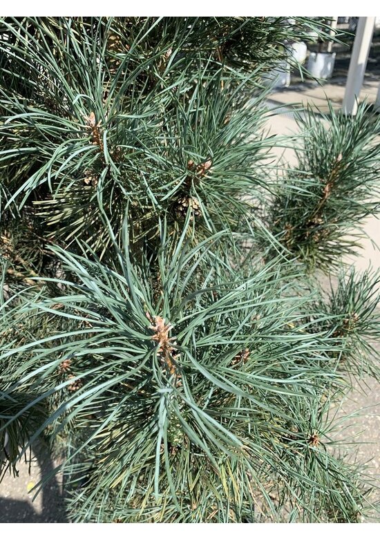 Säulenkiefer 'Fastigiata' | Pinus sylvestris 'Fastigiata' Säulenkiefer 'Fastigiata' | Pinus sylvestris 'Fastigiata'