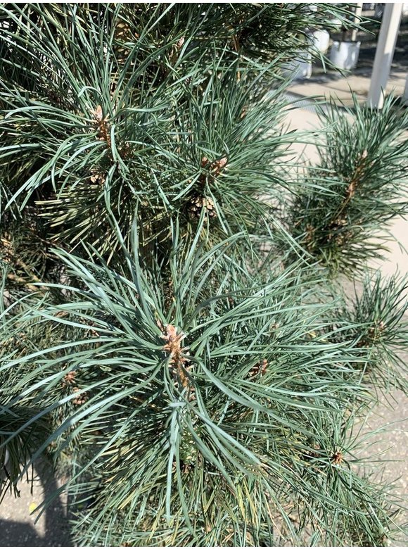 Säulenkiefer 'Fastigiata' | Pinus sylvestris 'Fastigiata' Säulenkiefer 'Fastigiata' | Pinus sylvestris 'Fastigiata'