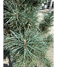 Säulenkiefer 'Fastigiata' | Pinus sylvestris 'Fastigiata' Säulenkiefer 'Fastigiata' | Pinus sylvestris 'Fastigiata'