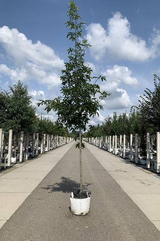 Pekannussbaum Hochstamm | Carya illinoinensis