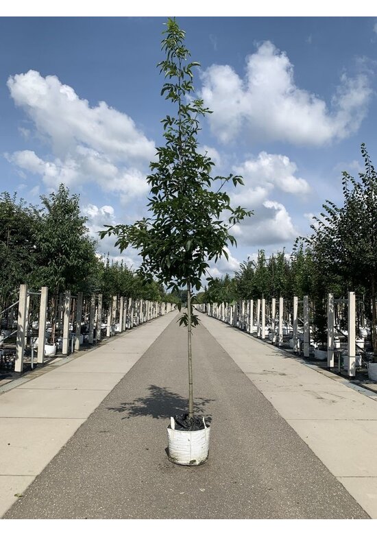 Pekannussbaum | Carya illinoinensis