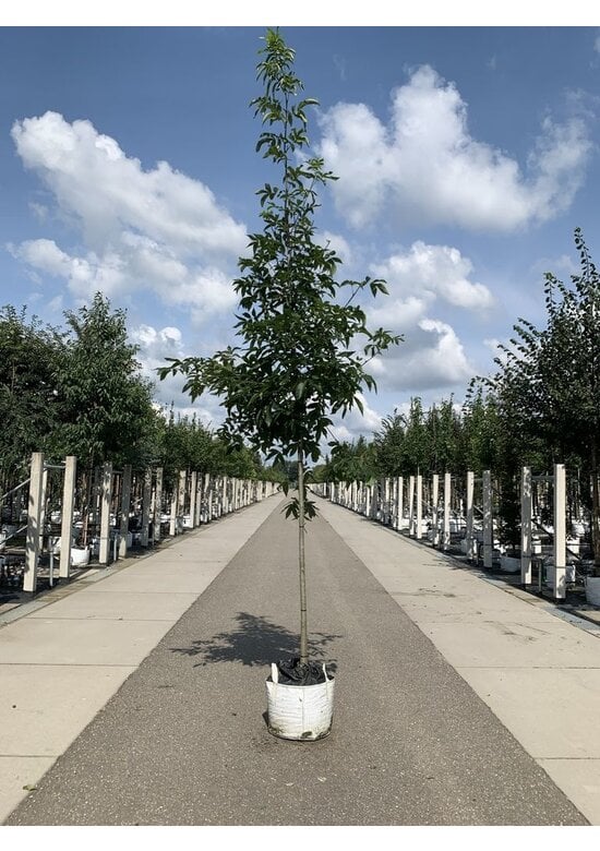 Pekannussbaum Hochstamm | Carya illinoinensis