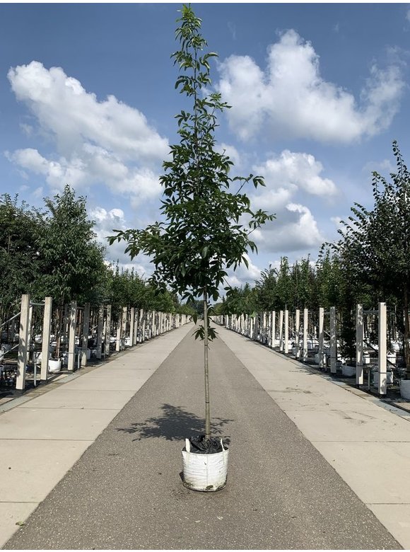 Pekannussbaum | Carya illinoinensis Pekannussbaum | Carya illinoinensis