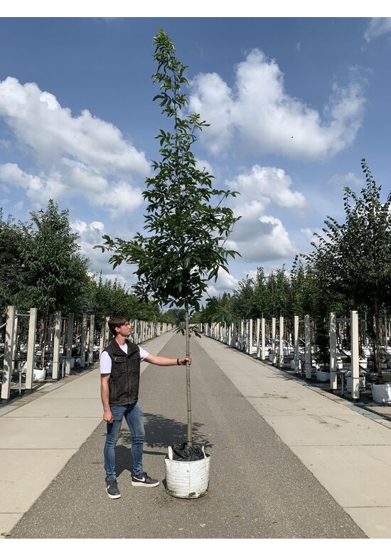 Pekannussbaum Hochstamm | Carya illinoinensis