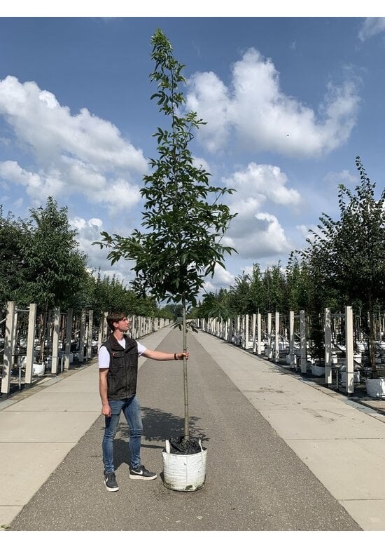 Pekannussbaum Hochstamm | Carya illinoinensis