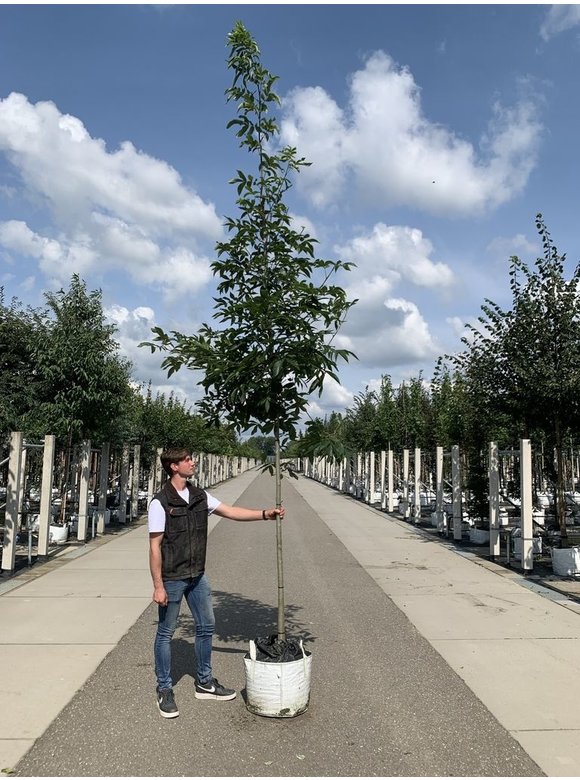 Pekannussbaum | Carya illinoinensis Pekannussbaum | Carya illinoinensis