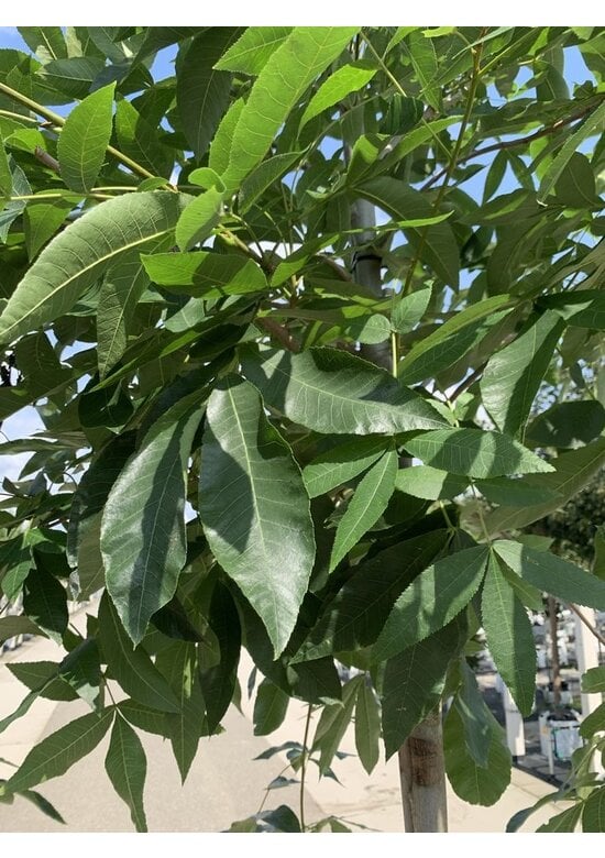 Pekannussbaum | Carya illinoinensis