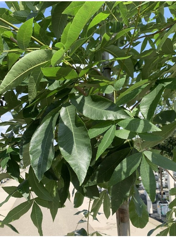 Pekannussbaum | Carya illinoinensis Pekannussbaum | Carya illinoinensis