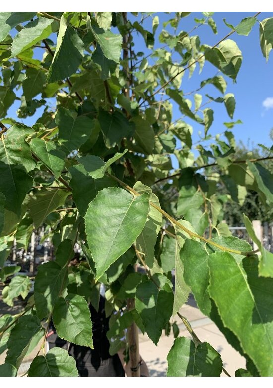 Papier-Birke | Betula papyrifera