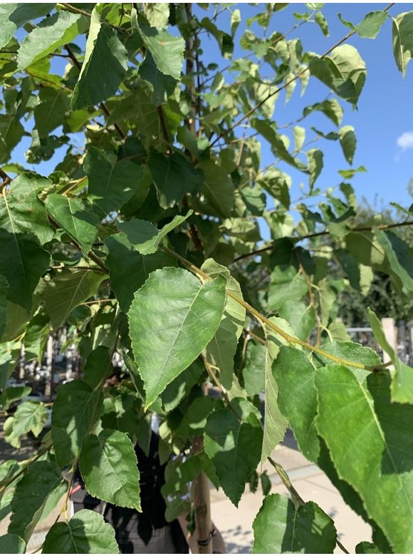 Papier-Birke | Betula papyrifera Papier-Birke | Betula papyrifera