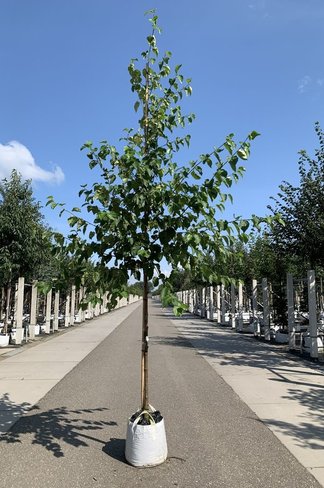 Papier-Birke | Betula papyrifera Papier-Birke | Betula papyrifera