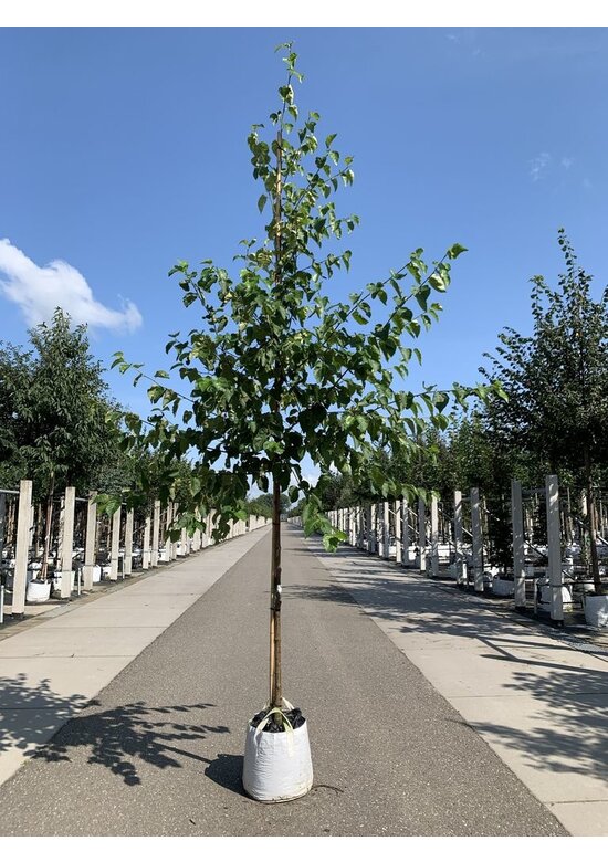 Papier-Birke | Betula papyrifera