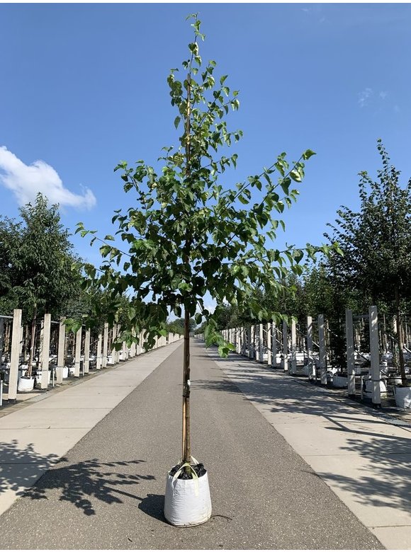 Papier-Birke | Betula papyrifera Papier-Birke | Betula papyrifera