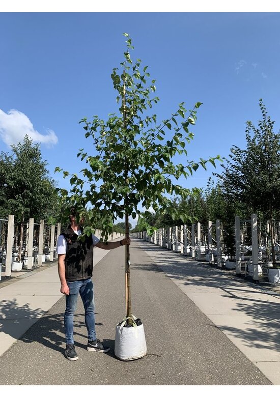 Papier-Birke | Betula papyrifera