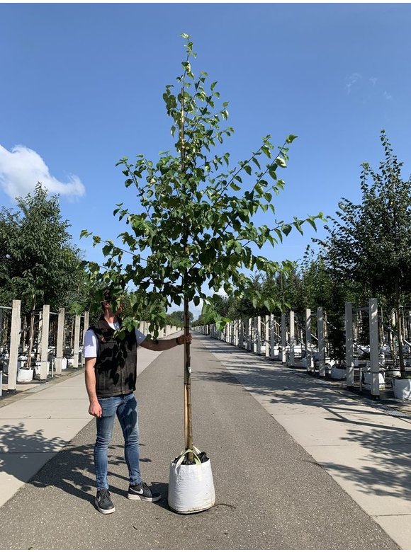 Papier-Birke | Betula papyrifera Papier-Birke | Betula papyrifera