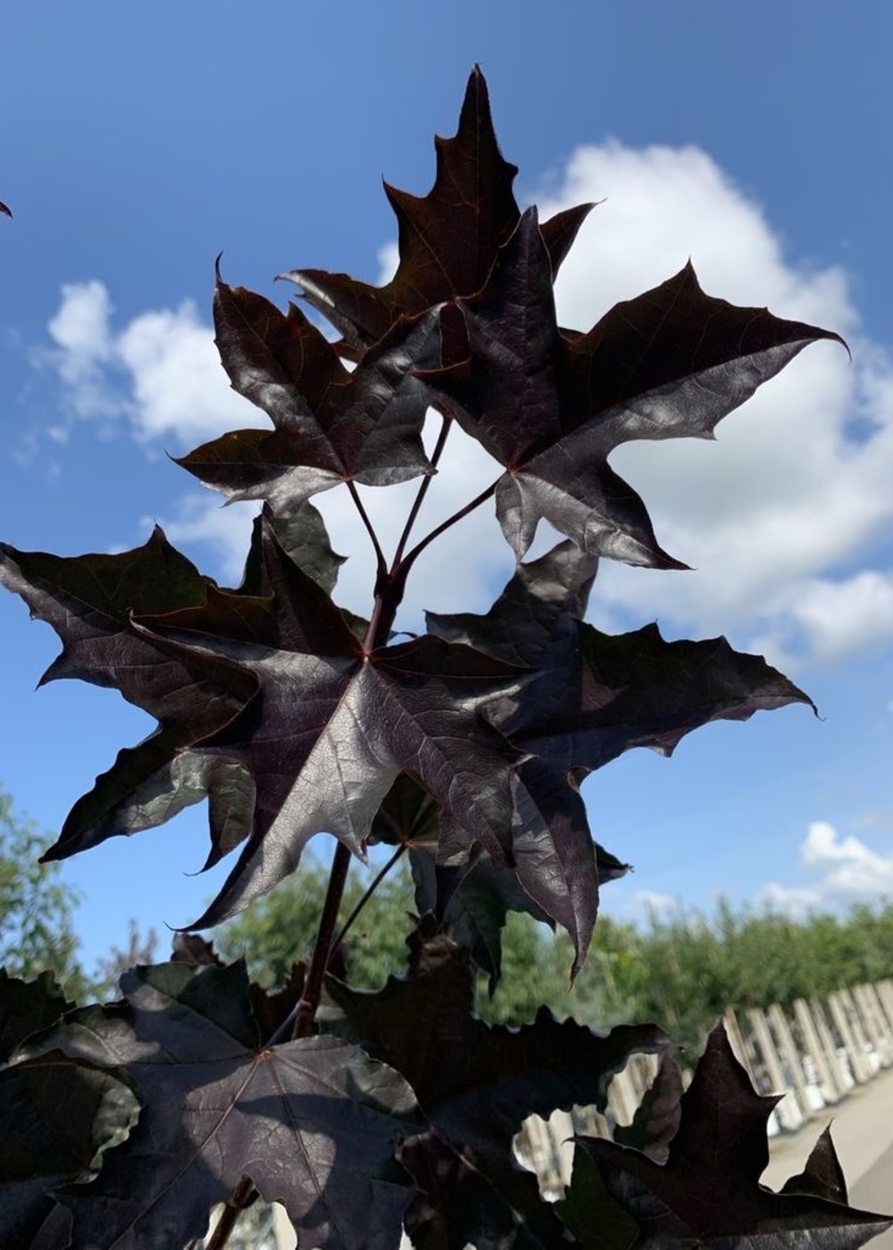 Oregon-Blutahorn Royal Red | Acer plat 'Royal Red' Oregon-Blutahorn Royal Red | Acer plat 'Royal Red'