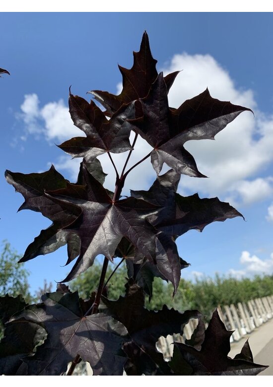 Oregon-Blutahorn 'Royal Red' | Acer platanoides 'Royal Red'