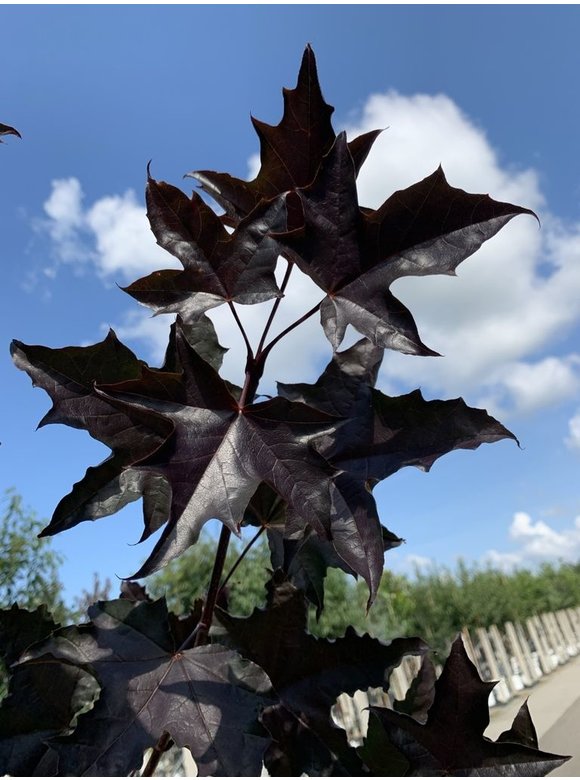 Oregon-Blutahorn 'Royal Red' | Acer platanoides 'Royal Red' Oregon-Blutahorn 'Royal Red' | Acer platanoides 'Royal Red'