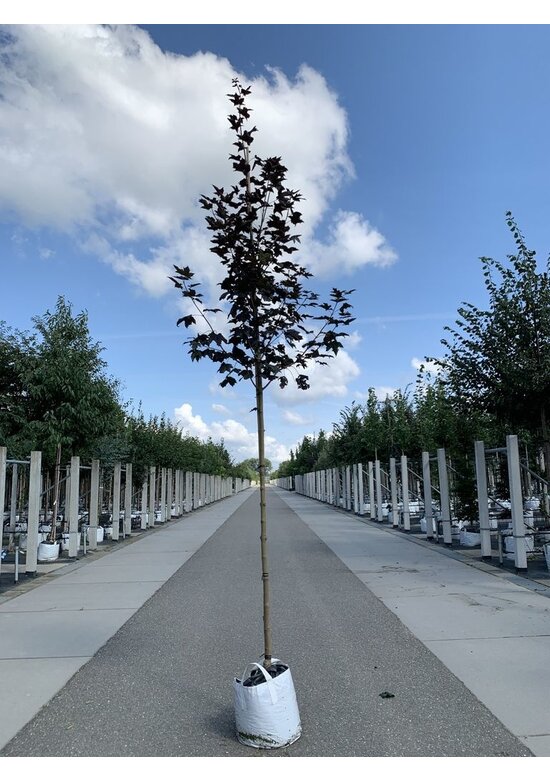 Oregon-Blutahorn 'Royal Red' | Acer platanoides 'Royal Red'