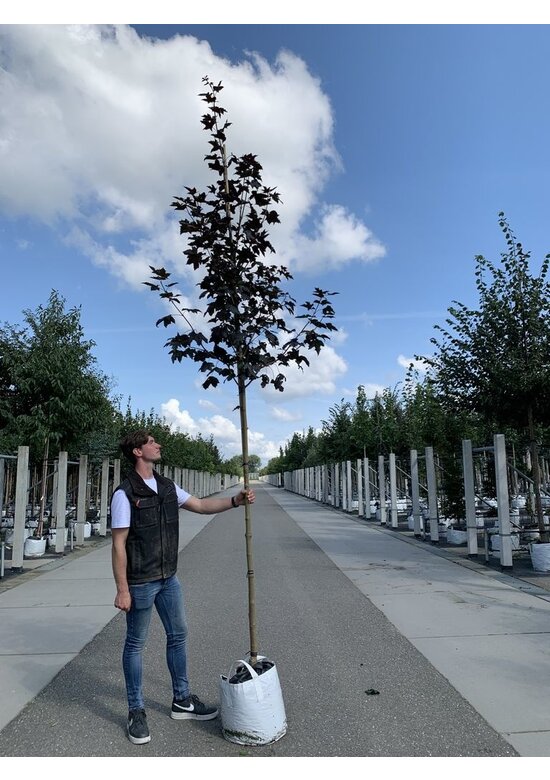 Oregon-Blutahorn 'Royal Red' | Acer platanoides 'Royal Red'