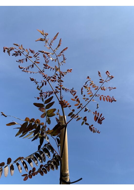 Lederhülsenbaum - Gleditschie 'Rubylace' | Gleditsia triacanthos 'Rubylace'