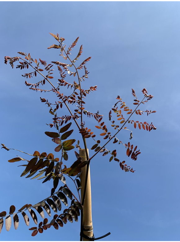 Lederhülsenbaum - Gleditschie 'Rubylace' | Gleditsia triacanthos 'Rubylace' Lederhülsenbaum - Gleditschie 'Rubylace' | Gleditsia triacanthos 'Rubylace'