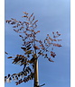Lederhülsenbaum - Gleditschie 'Rubylace' | Gleditsia triacanthos 'Rubylace'
