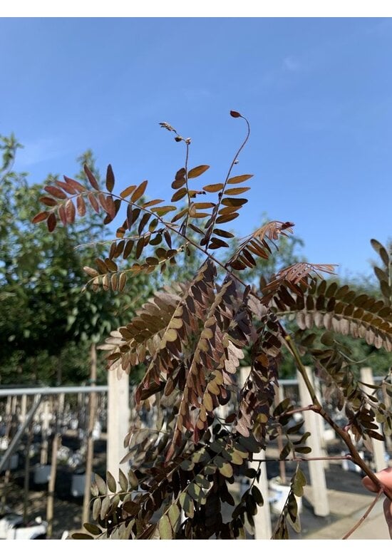 Lederhülsenbaum - Gleditschie 'Rubylace' | Gleditsia triacanthos 'Rubylace'