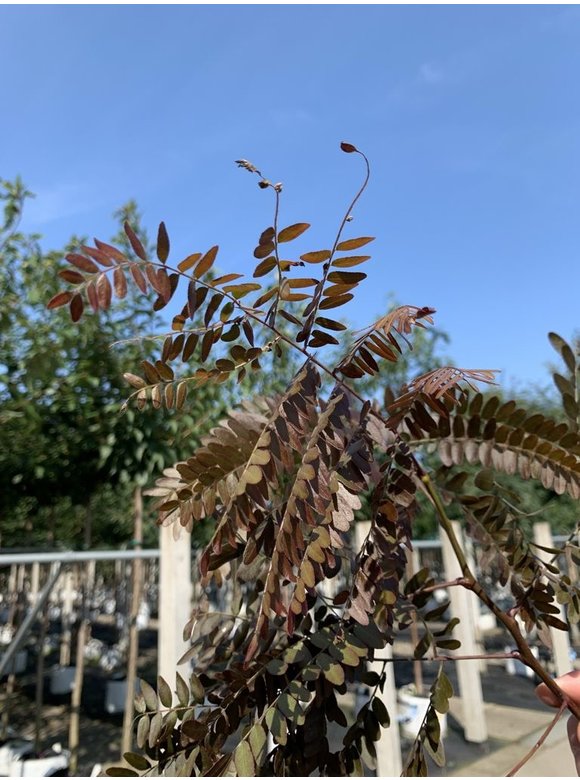 Lederhülsenbaum - Gleditschie 'Rubylace' | Gleditsia triacanthos 'Rubylace' Lederhülsenbaum - Gleditschie 'Rubylace' | Gleditsia triacanthos 'Rubylace'