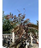 Lederhülsenbaum - Gleditschie 'Rubylace' | Gleditsia triacanthos 'Rubylace'