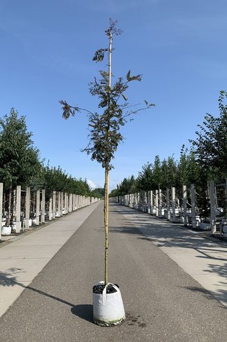 Lederhülsenbaum - Gleditschie 'Rubylace' | Gleditsia triacanthos 'Rubylace'
