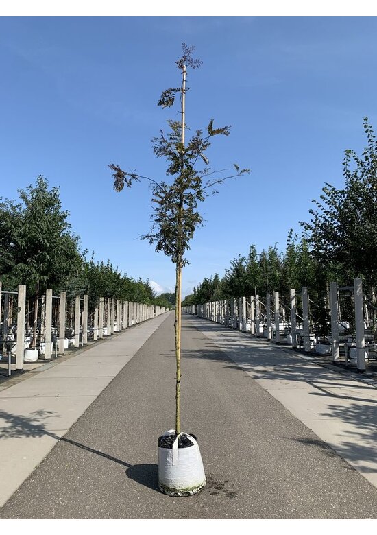 Lederhülsenbaum - Gleditschie 'Rubylace' | Gleditsia triacanthos 'Rubylace'