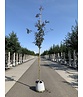 Lederhülsenbaum - Gleditschie 'Rubylace' | Gleditsia triacanthos 'Rubylace'