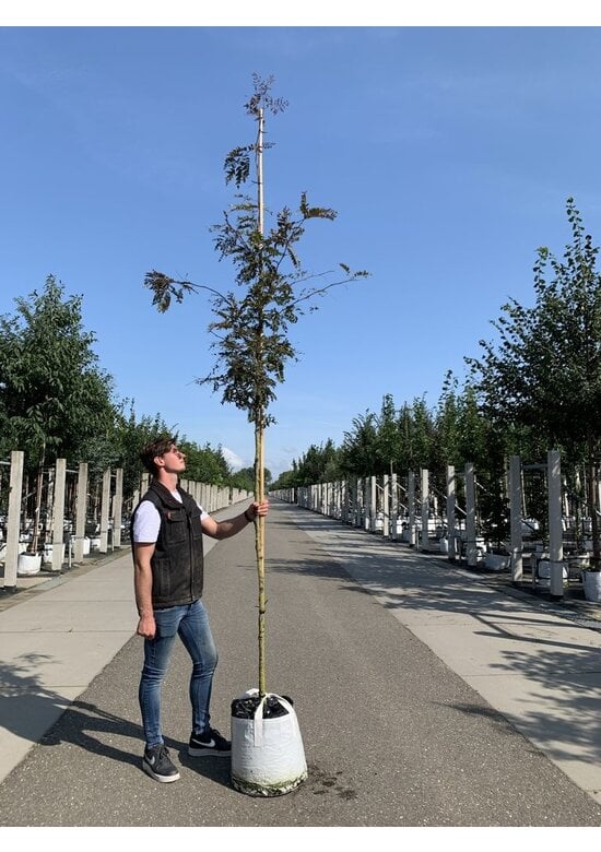 Lederhülsenbaum - Gleditschie 'Rubylace' | Gleditsia triacanthos 'Rubylace'