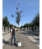 Lederhülsenbaum - Gleditschie 'Rubylace' | Gleditsia triacanthos 'Rubylace'