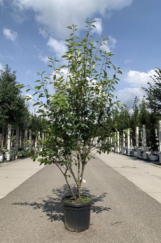 Mehrstämmige Felsenbirne 'Robin Hill' | Amelanchier arborea 'Robin Hill'
