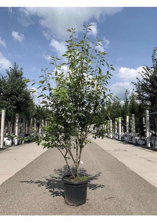 Mehrstämmige Felsenbirne 'Robin Hill' | Amelanchier arborea 'Robin Hill'