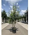 Venovi GmbH Mehrstämmige Felsenbirne 'Robin Hill' | Amelanchier arborea 'Robin Hill'