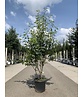 Mehrstämmige Felsenbirne 'Robin Hill' | Amelanchier arborea 'Robin Hill' Mehrstämmige Felsenbirne 'Robin Hill' | Amelanchier arborea 'Robin Hill'