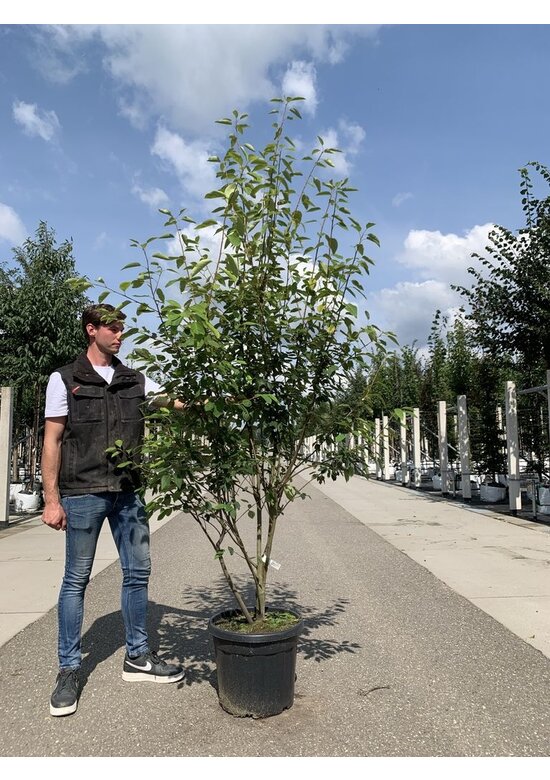 Mehrstämmige Felsenbirne 'Robin Hill' | Amelanchier arborea 'Robin Hill'