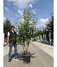 Mehrstämmige Felsenbirne 'Robin Hill' | Amelanchier arborea 'Robin Hill' Mehrstämmige Felsenbirne 'Robin Hill' | Amelanchier arborea 'Robin Hill'