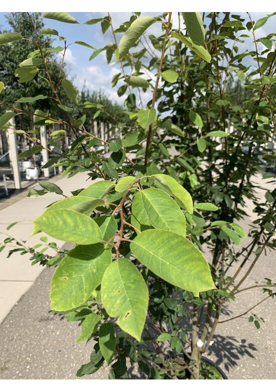 Mehrstämmige Felsenbirne 'Robin Hill' | Amelanchier arborea 'Robin Hill'