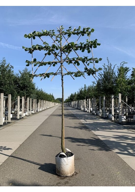 Krim-Linde 'Euchlora' - Spalierbaum | Tilia europaea 'Euchlora'