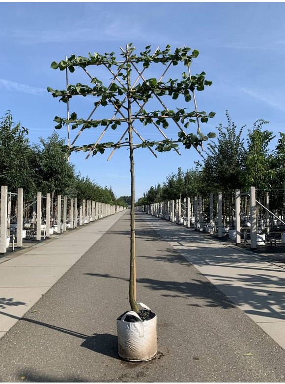 Krim-Linde 'Euchlora' - Spalierbaum | Tilia europaea 'Euchlora' Krim-Linde 'Euchlora' - Spalierbaum | Tilia europaea 'Euchlora'