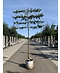 Venovi GmbH Krim-Linde 'Euchlora' - Spalierbaum | Tilia europaea 'Euchlora'