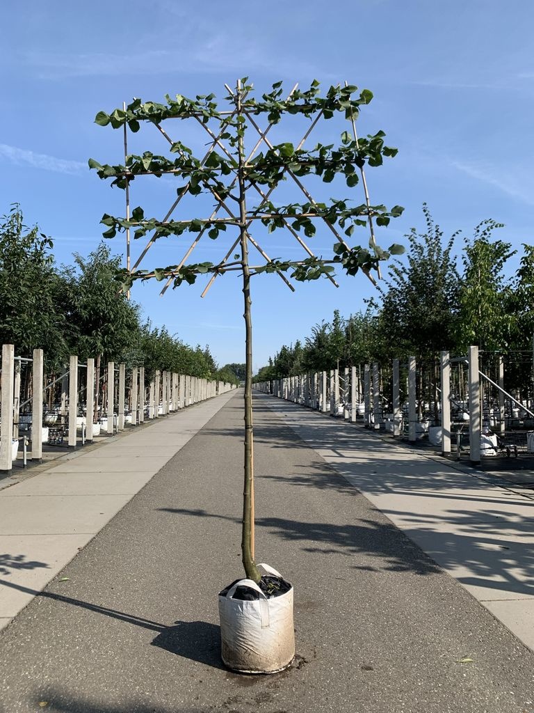  Krim-Linde 'Euchlora' - Spalierbaum ,  Tilia europaea 'Euchlora'