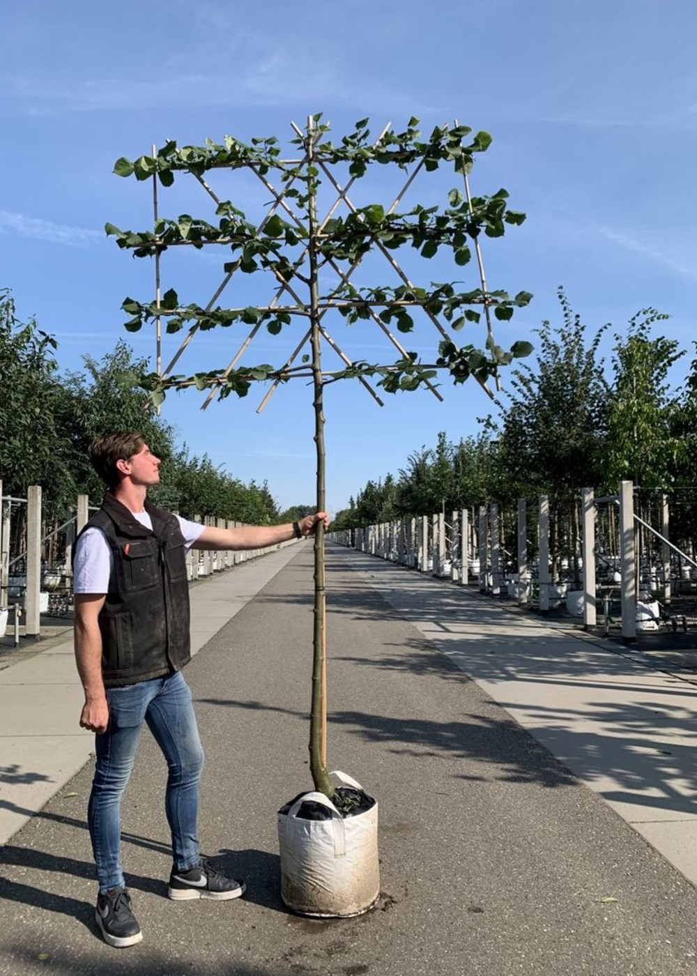 Krim-Linde Spalierbaum | Tilia europaea 'Euchlora' Spalierbaum Krim-Linde Spalierbaum | Tilia europaea 'Euchlora' Spalierbaum
